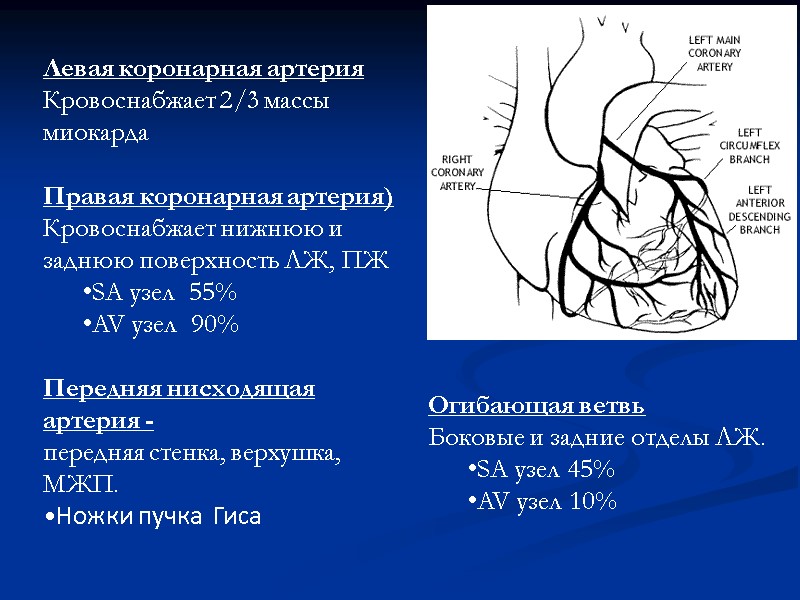 Левая коронарная артерия Кровоснабжает 2/3 массы миокарда  Правая коронарная артерия)   Кровоснабжает
